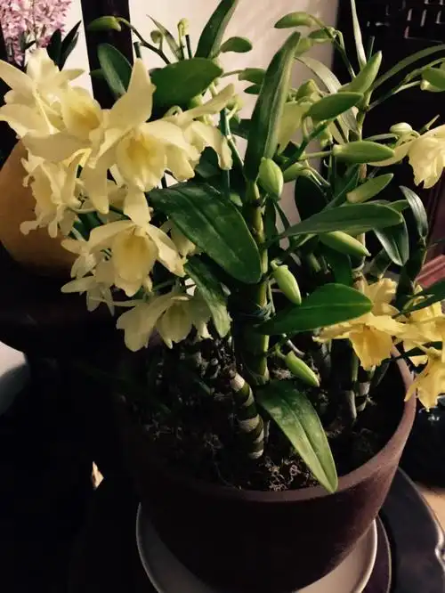 请问这是什么品种?