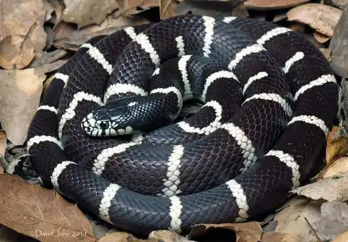 王蛇.图片来源:lampropeltis getula/flickr