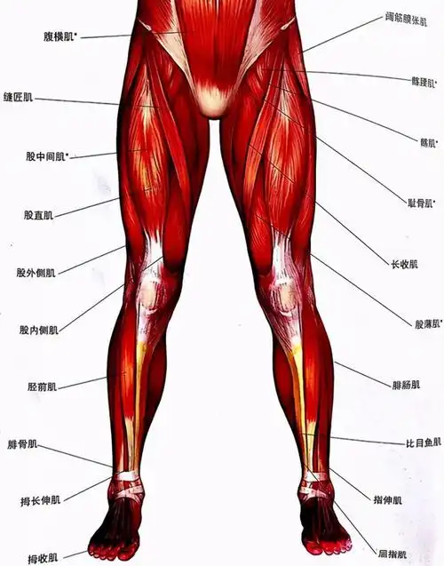 3个腿部练习,塑造同款腿|肌肉|腰身_网易订阅