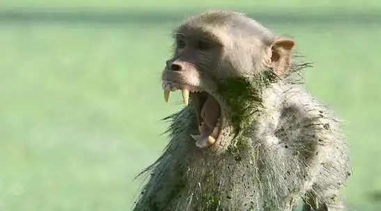 为什么同是灵长类猴子会让人感到害怕