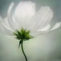 淡然清雅的头像图片大全【点击鼠标右键下载】