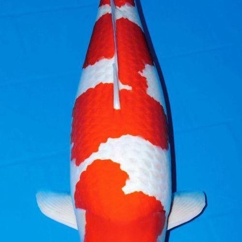 红白锦鲤观赏鱼,冷水鱼,鱼友最喜欢的品种,好养耐活,招财转运!