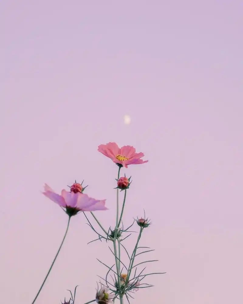 女生发照片的朋友圈配图文案,简单干净,人人点赞!