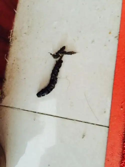 家中出现动物粪便,求问是什么动物