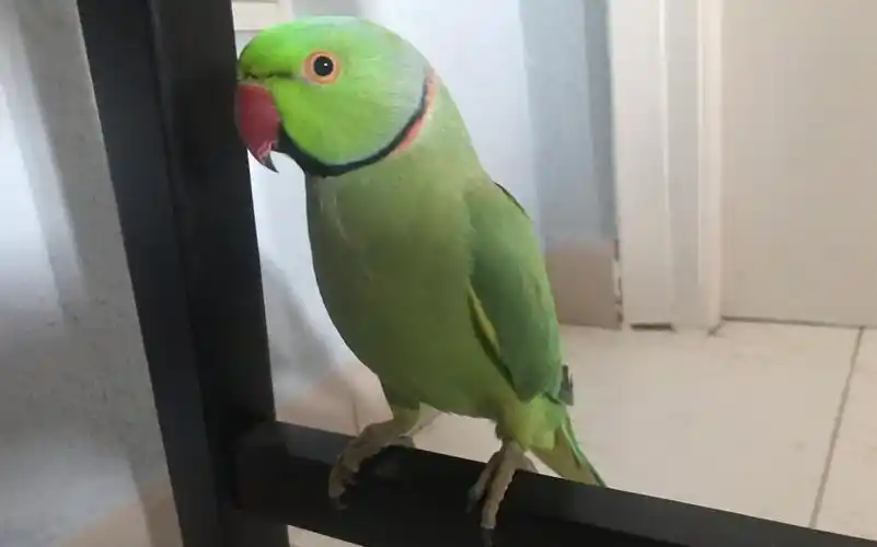 月轮鹦鹉超聪明,只要让它明白人类不会伤害它就能轻松上手_哔哩哔哩
