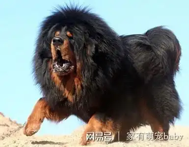 这是我看到的最大藏獒,这种品种成年藏獒体重可达250斤