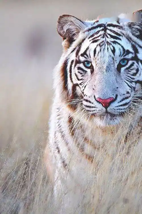 美图欣赏虎照千姿百态难得一见