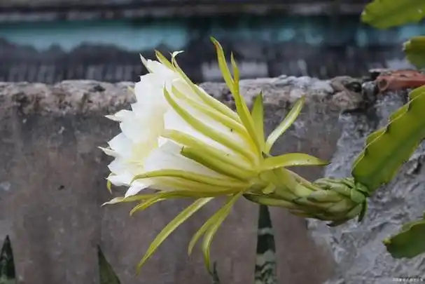 霸王花的功效与禁忌