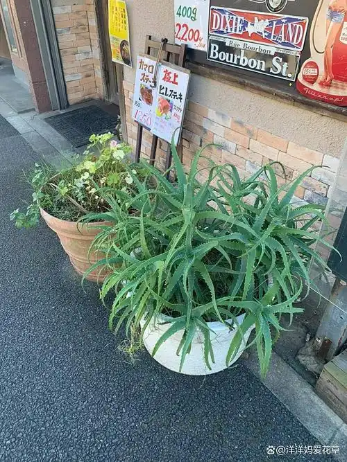 "日本人特别喜欢木立芦荟,我邻居家门口那棵,都爆盆了,看着还挺好看的