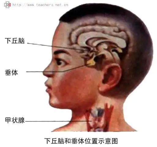 人体九大系统之一内分泌系统脑垂体