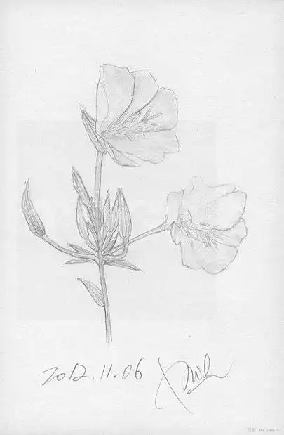 夜来香简笔画图片