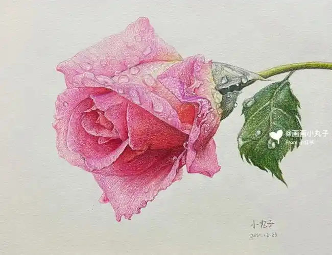 彩铅笔玫瑰花