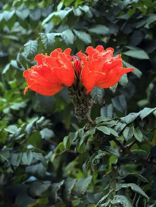 熊熊燃烧的火焰树