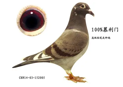 100%慕利门铅笔灰 保证金级 拍卖