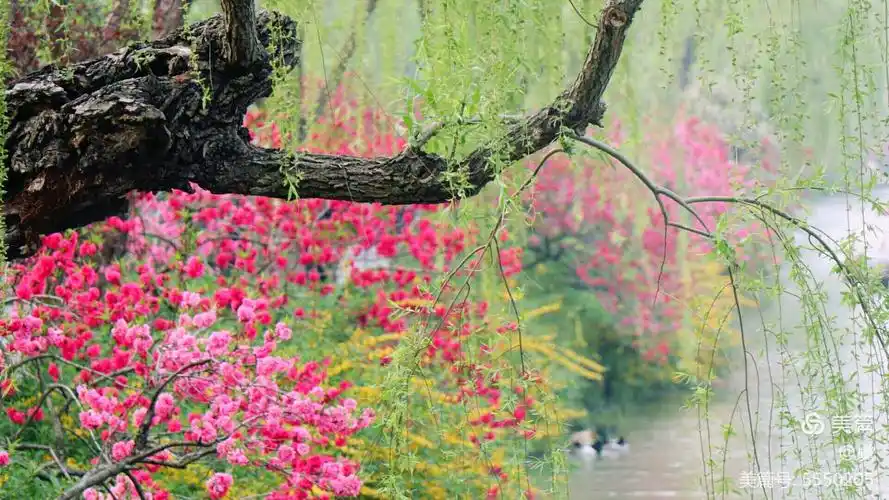 《寻找春天》——桃花红