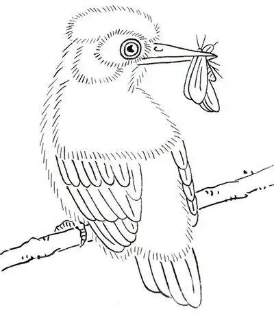 白描禽鸟入门:白描翠鸟手法(2)_国画教程_学画画_我爱画画网_一个免费