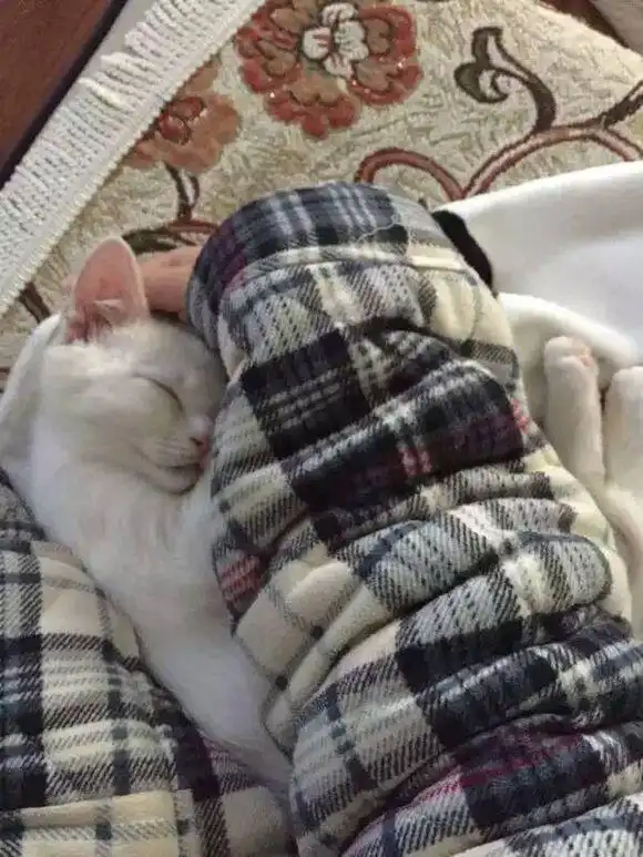 犯了错就往主人怀里钻,这只猫咪也太精了吧!