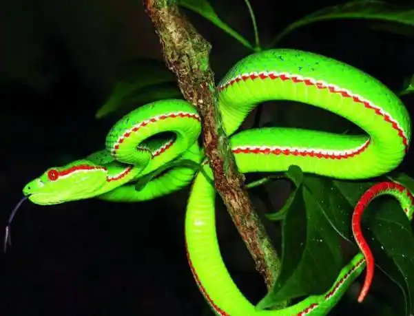 银环蛇就是一种性格温顺的,但是有相当隐蔽性的毒蛇.