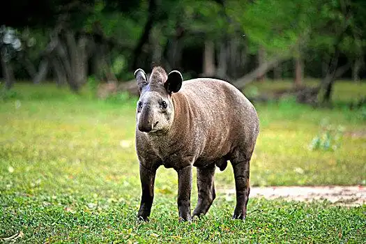 南,美洲,貘,成年,潘塔纳尔,巴西,南美