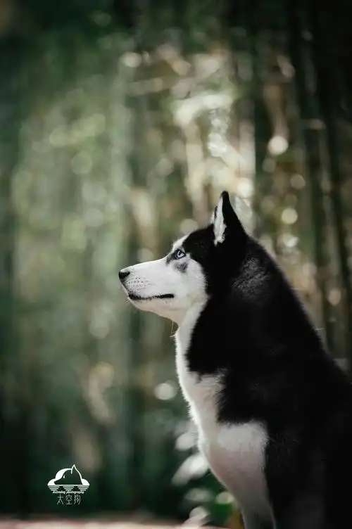 太空狗宠物摄影 你没见过的帅气哈士奇