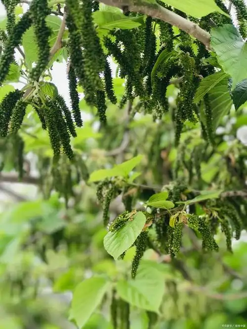 抗肿瘤降血压治肝病消水肿全株可入药的冷门中药构树