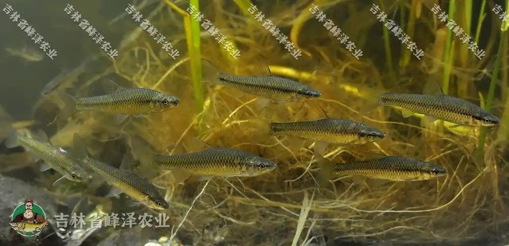 黑龙江本地麦穗鱼苗批发活体58厘米麦穗鱼苗黑龙江产地麦穗鱼货源供应