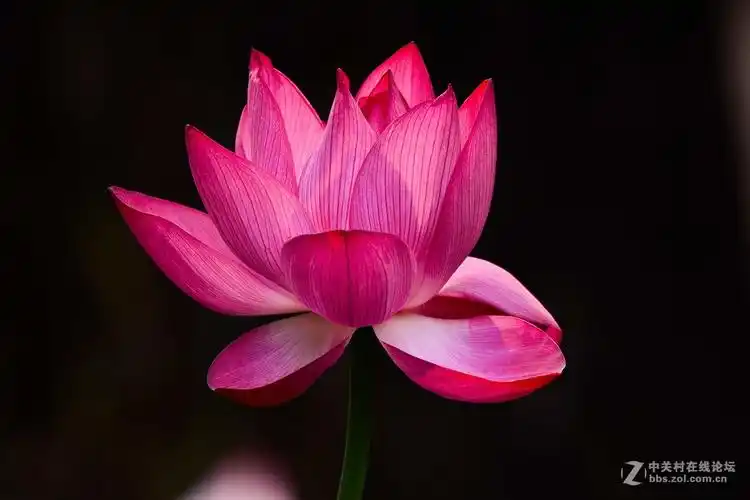 映日荷花别样红