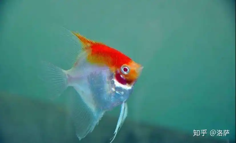 神仙鱼品种有哪些燕鱼品类鉴赏大全