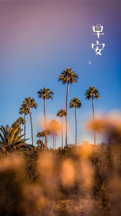 植物,文字,早安,植物,清新,文字,手机壁纸早安小清新风景写真