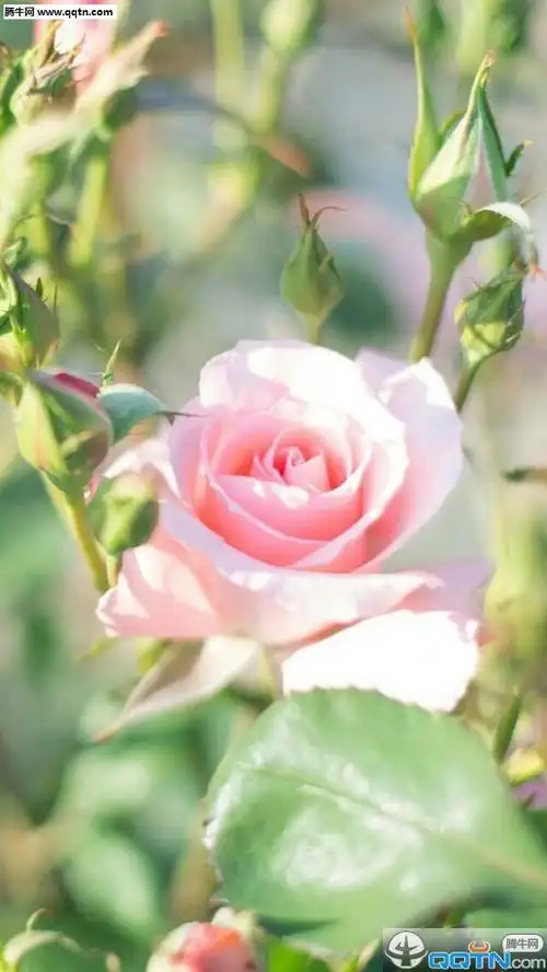 好看的花朵唯美清新图片大全 幸福像花儿一样-唯美图片