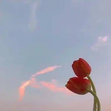 唯美一朵花头像似水年华