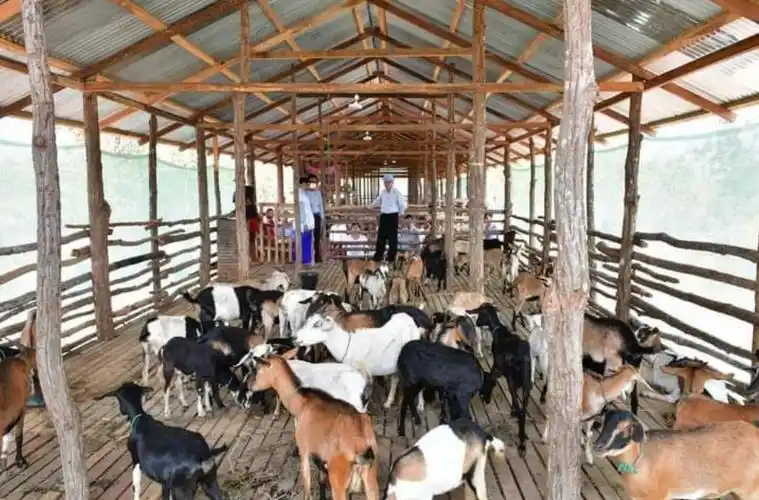 年出栏可达5000头猪,1700头羊!缅甸帕安新养殖区正在建设_腾讯新闻