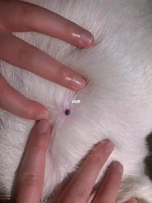 求助!_狗狗_拉布拉多_蜱虫_宠物_狗_晒狗