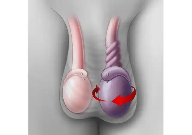 美国研究发现男性睾丸上有味蕾这是真的国外网友亲自实验