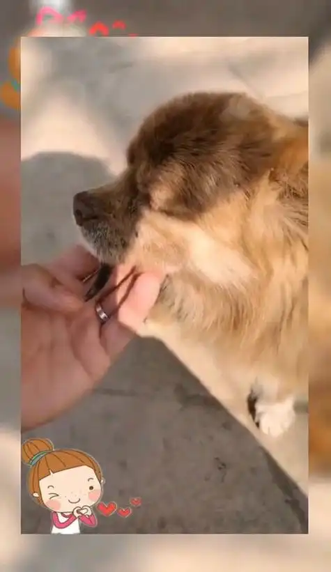 狗嘴里吐不出象牙