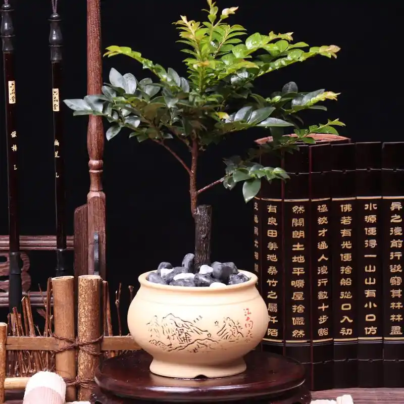 书房摆一盆小叶紫檀盆景,造型古朴文雅,生动有趣,意蕴丰富