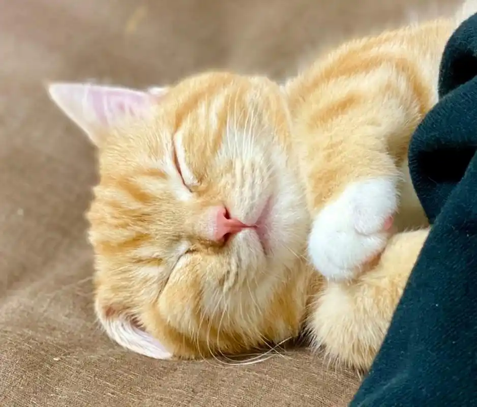 对这样睡觉的小猫咪毫无抵抗力!  小猫咪有多可爱?