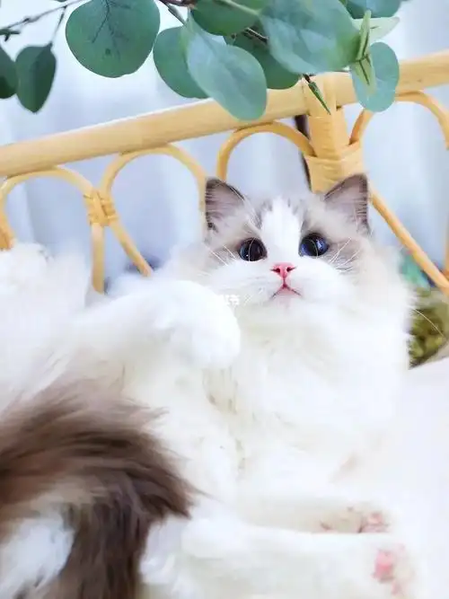 漂亮的小布偶猫