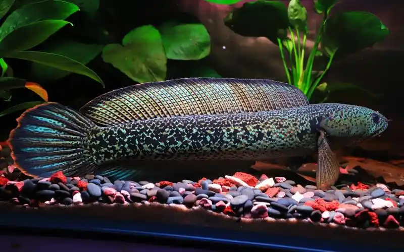 【巴卡雷龙】巴卡赶鱼,宝莲灯群游!