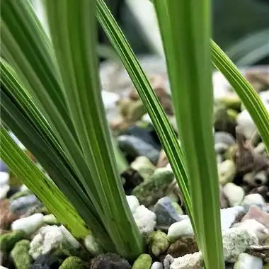 4242蕙兰顶级先明青蓝水晶中透缟(优质前龙带特大芽 - 中国兰花交易网