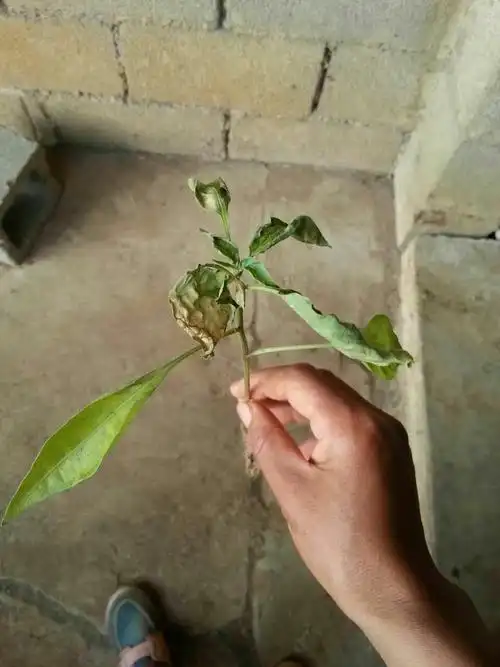 辣椒叶子干枯,求救.