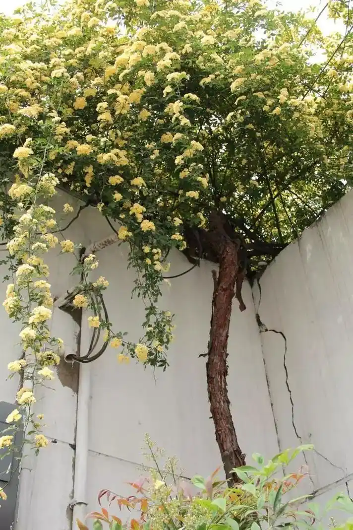 山虎五叶地锦和卷须藤本如丝瓜葫芦葡萄蔓生藤本如蔷薇木香藤本月季如