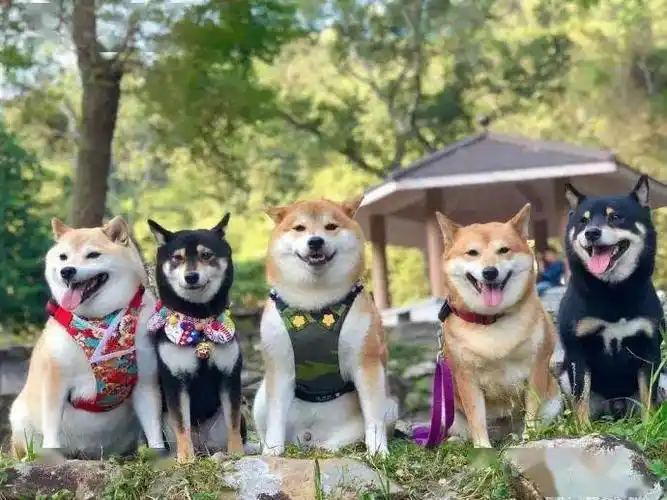 柴犬们的聚会～哈哈哈,画风好搞笑!