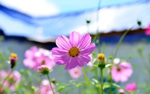 呼伦贝尔草原上的格桑花