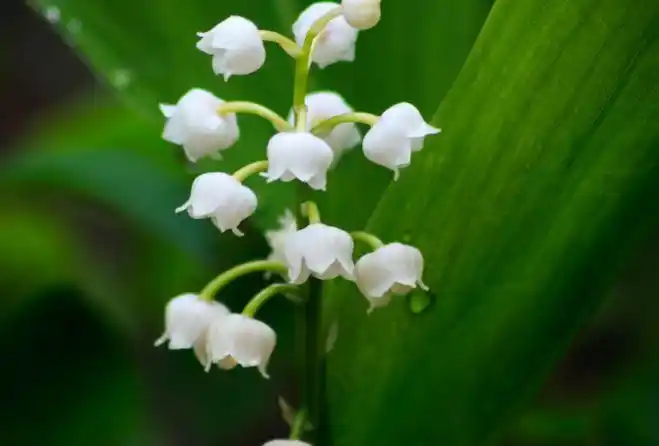 世界十大最美的花秋英第一昙花仅列第三