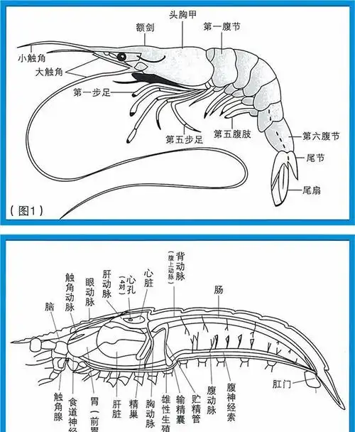 虾头里面的是精华还是屎到底能不能吃终于搞明白了