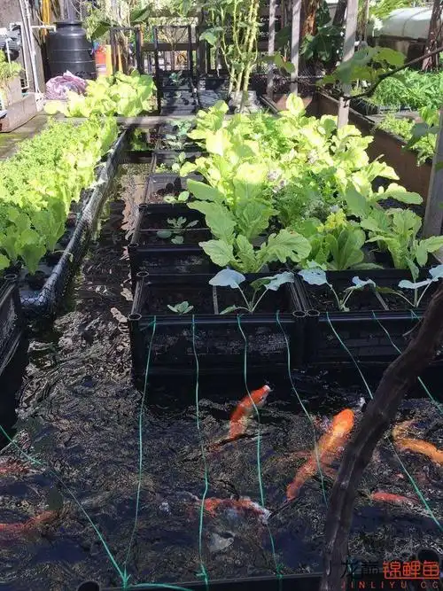 集观赏和实用为一体 - 鱼缸鱼池 - 龙巅锦鲤鱼