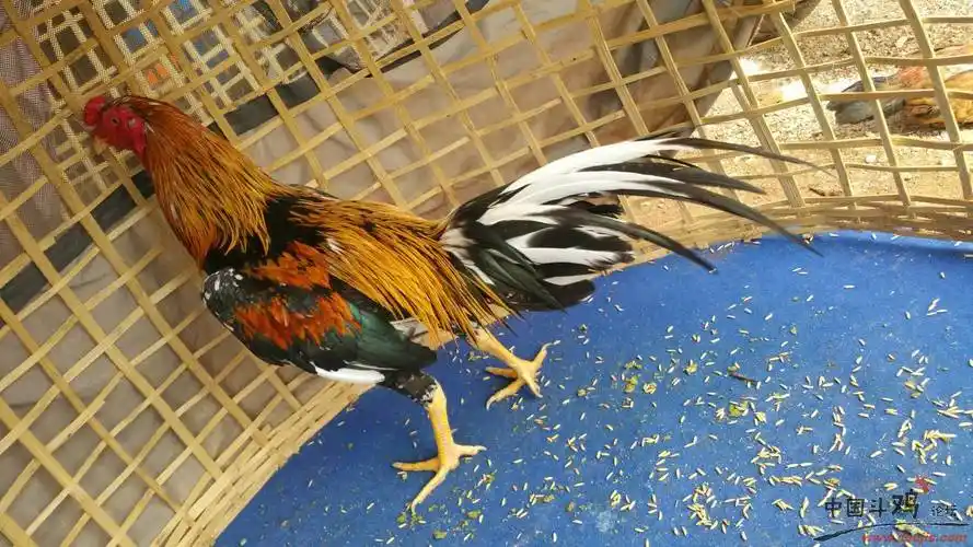 有点想念,不知道给被你们养死了 - 泰国斗鸡 - 中国斗鸡论坛_斗鸡之家