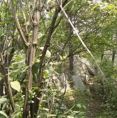 降龙木是什么 降龙木是什么木头(图7)