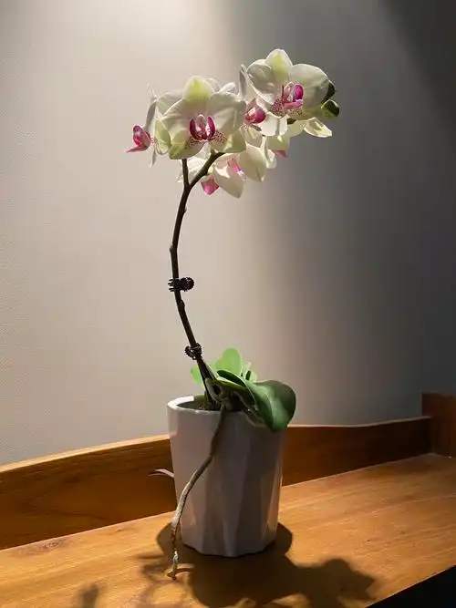 蝴蝶兰盆栽特级